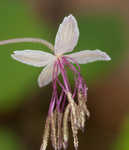 Southern meadow-rue